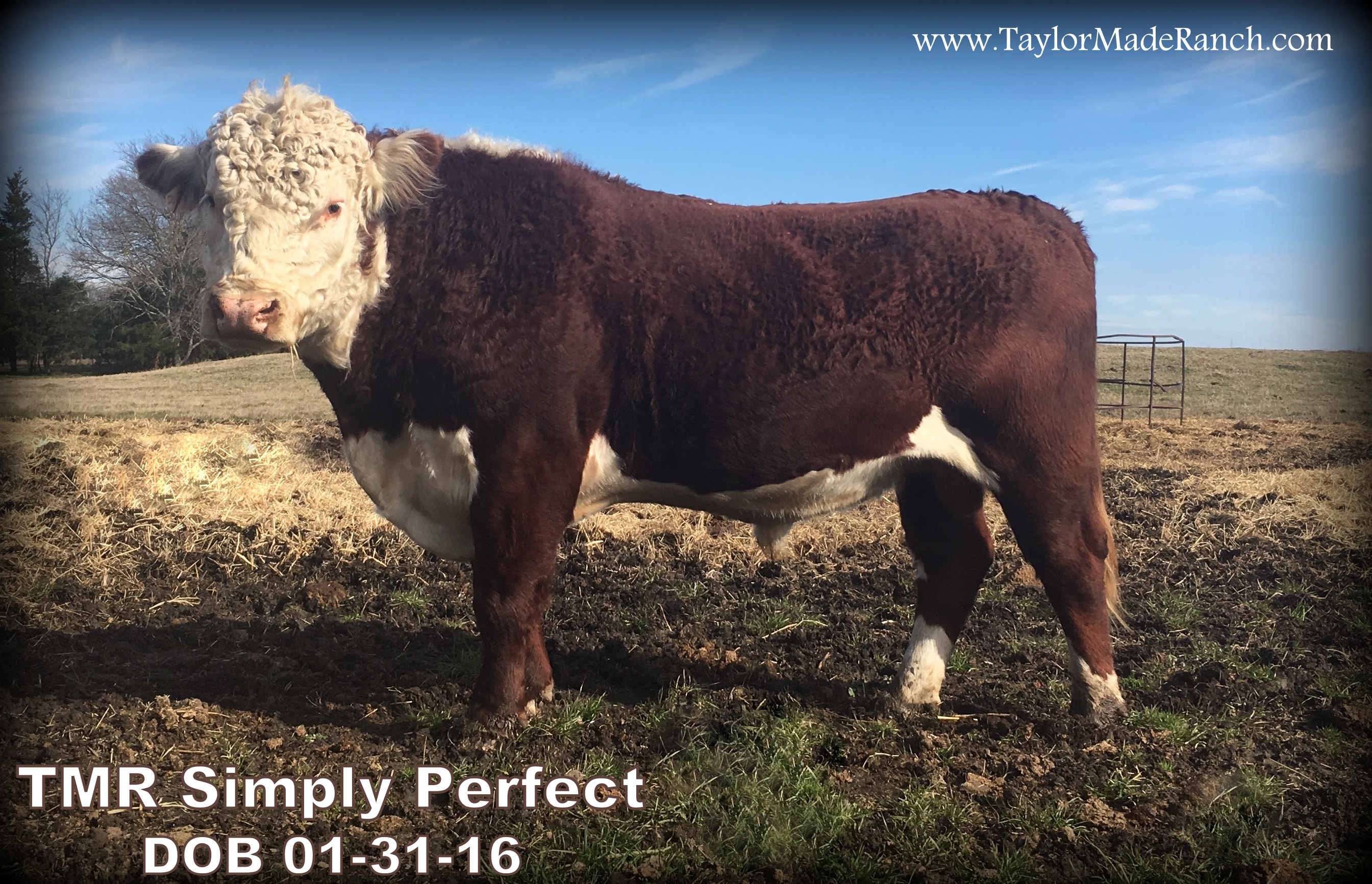 TMR Simply Perfect - Registered Polled Hereford Bull from Taylor-Made Ranch, LLC