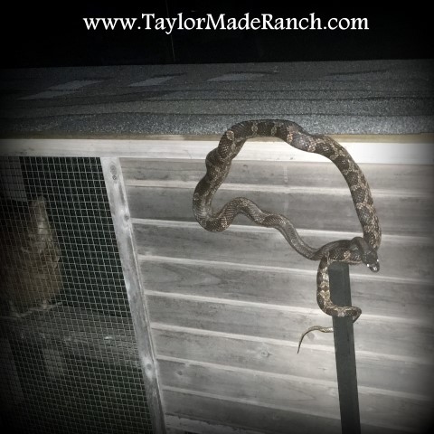Rat snake at the chicken coop #TaylorMadeRanch