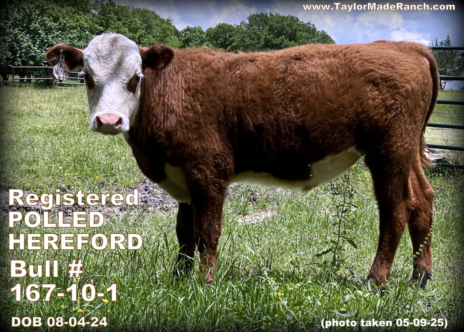 Registered polled Hereford bull for sale in Northeast Texas - TaylorMadeRanch.com - 167-10-1 bull - DOB 08-04-24 - photo taken 03-27-25 Registered Polled Hereford calf bull in Northeast Texas Wolfe City.