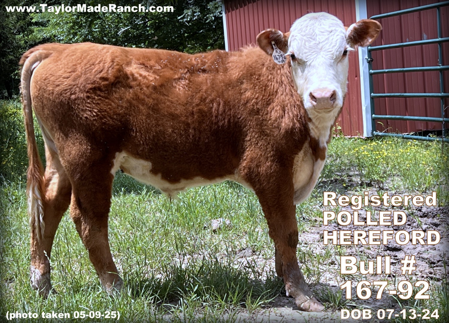Registered Polled Hereford bull for sale in NE Texas - #167-9-2 Bull - DOB 07-13-24- photo taken 03-27-25 Registered Polled Hereford calf bull in Northeast Texas Wolfe City.