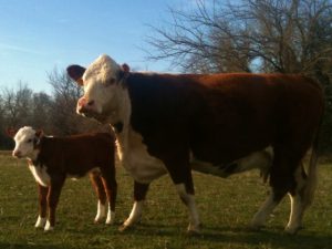 New Registered Polled Hereford Calf. Why not use modern technology to aid you & help efficiency in monitoring your herd? We use a drone that's proven invaluable in certain circumstances! #TaylorMadeRanch