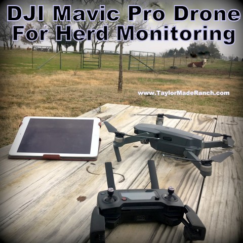 Why not use modern technology to aid you & help efficiency in monitoring your herd? We use a drone that's proven invaluable in certain circumstances! #TaylorMadeRanch