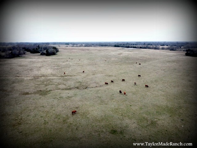 Using DJI Mavic Pro drone to check remote pastures #TaylorMadeRanch