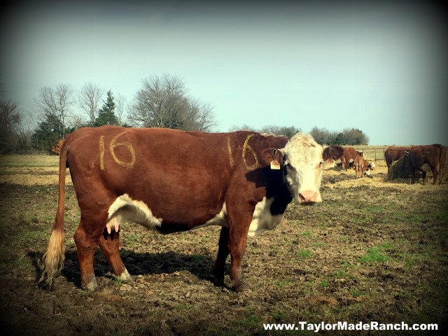 Clearly mark expectant cow with yellow livestock marker #TaylorMadeRanch