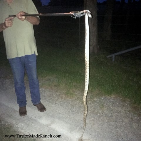 Carrying Away Rat snake from chicken coop. #TaylorMadeRanch