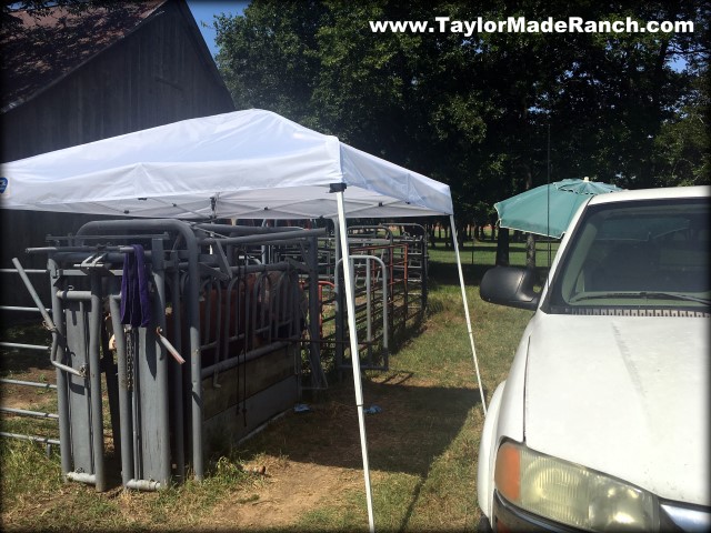 Dangerously hot weather as Taylor-Made Ranch A.I.s heifers. #TaylorMadeRanch