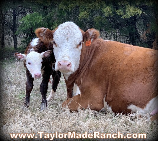 Registered Polled Hereford cows cow calf #TaylorMadeRanch.com