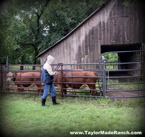 Registered Polled Hereford cows preparing for A.I. breeding at Taylor-Made Ranch in Texas #TaylorMadeRanch