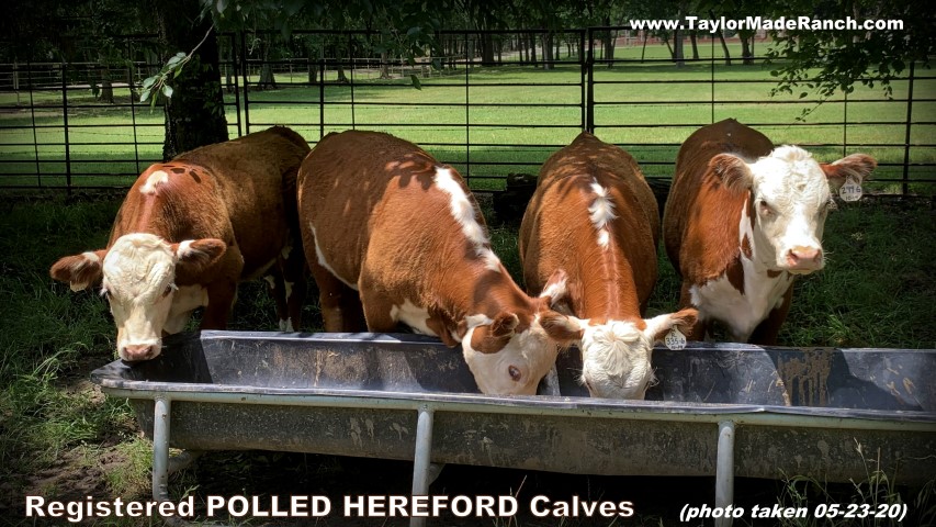 Registered Polled Hereford Calves in NE Texas #TaylorMadeRanch