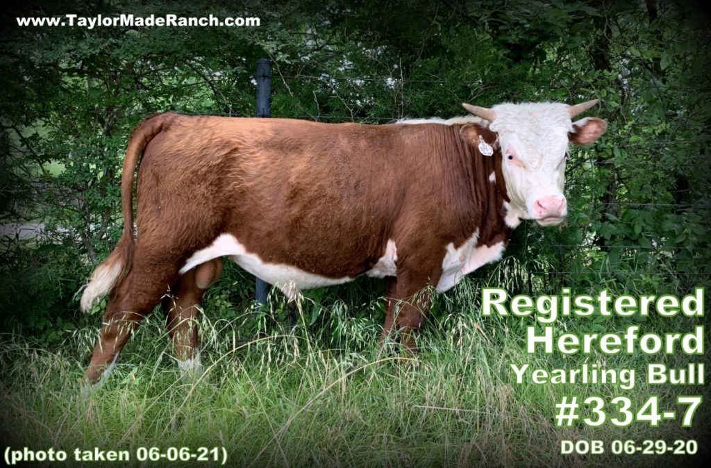Registered Polled Hereford Cattle For Sale TaylorMade Ranch