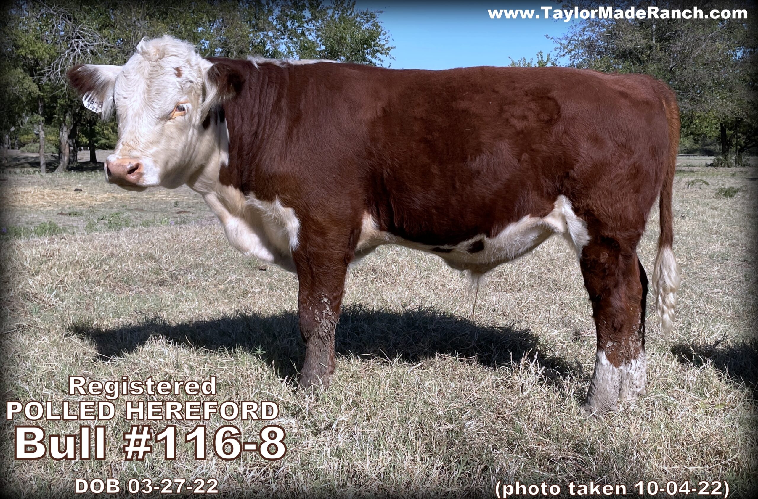 Registered Polled Hereford bull in NE Texas - 116-8-Bull-DOB-03-27-22 - #TaylorMadeRanch - photo-taken-10-04-22
