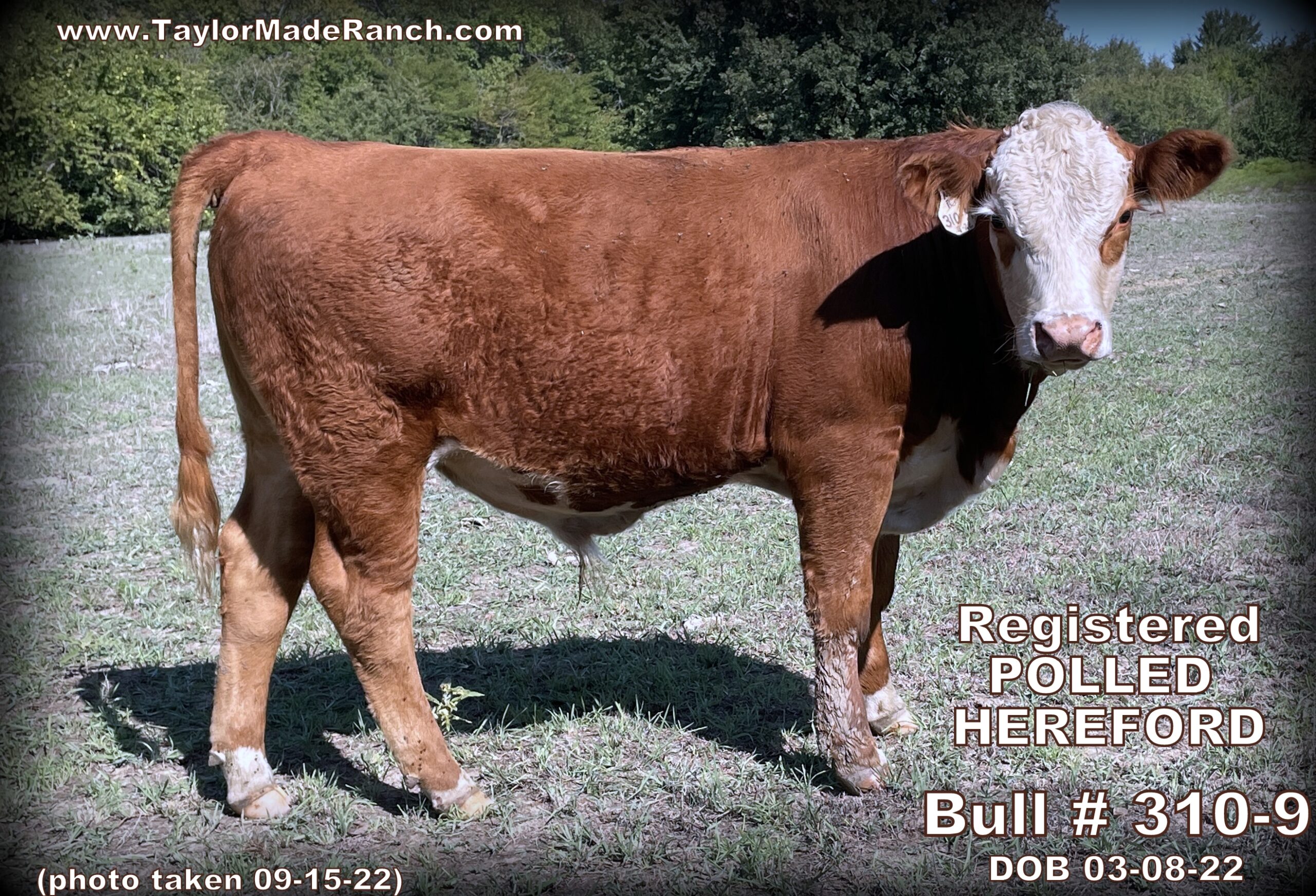Registered Polled Hereford bull in NE Texas - 310-9-Bull-DOB-03-08-22 - #TaylorMadeRanch - photo-taken-09-15-22