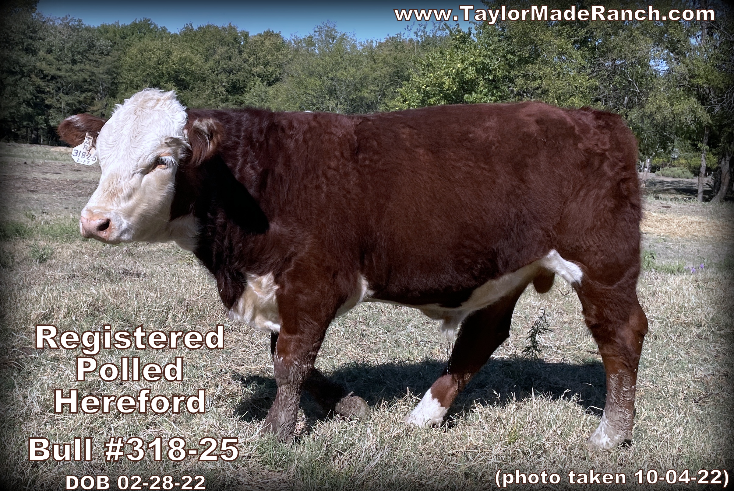 Registered Polled Hereford bull #318-25 - DOB 02-28-22 in Northeast Texas #TaylorMadeRanch