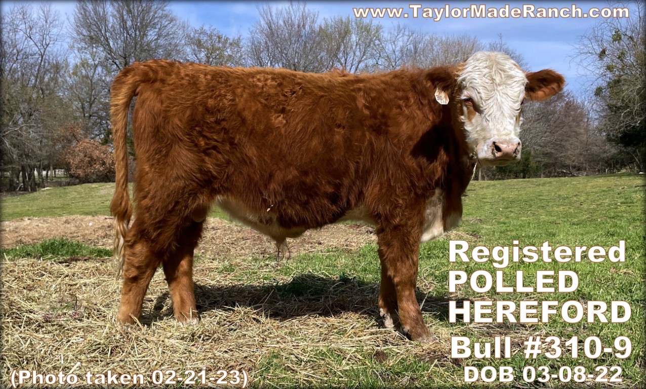 310-9 registerd POLLED HEREFORD bull - dob 03-08-22 - Taylor-Made Ranch, NE Texas - photo taken 02-21-23