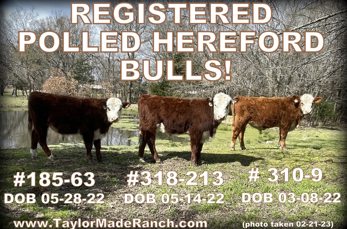 Registered POLLED HEREFORD Bulls available at Taylor-Made Ranch, Northeast Texas