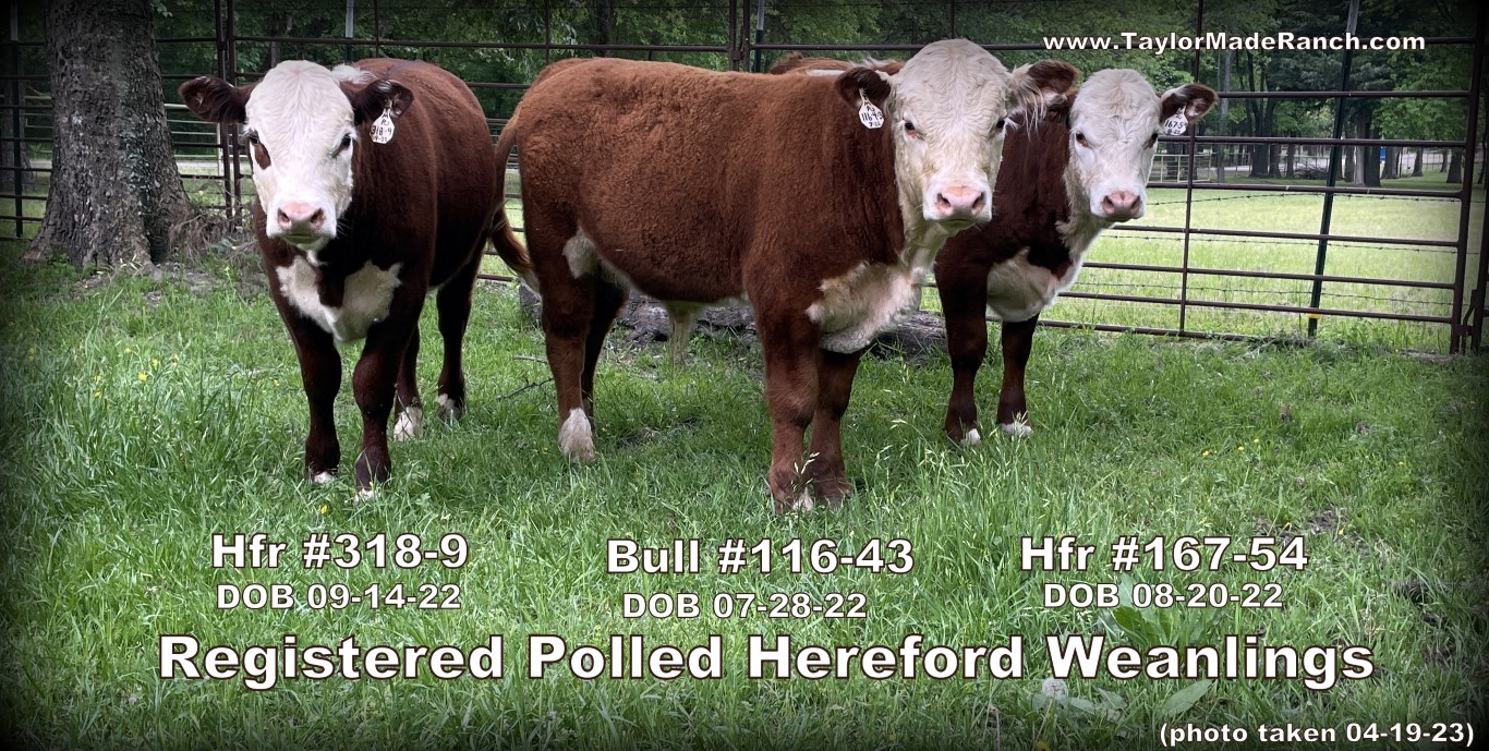Registered Polled Hereford Calves for sale in Northeast Texas Taylor-Made Ranch