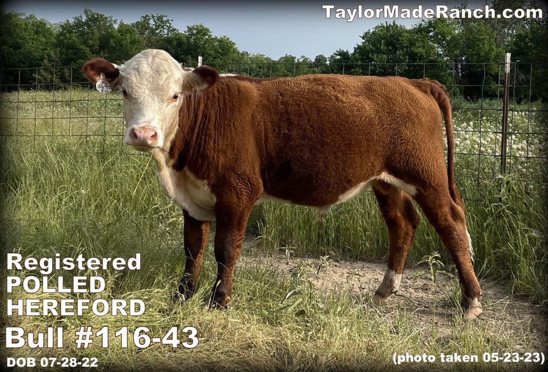 Registered Polled Hereford bull for sale in Northeast Texas #TaylorMadeRanch