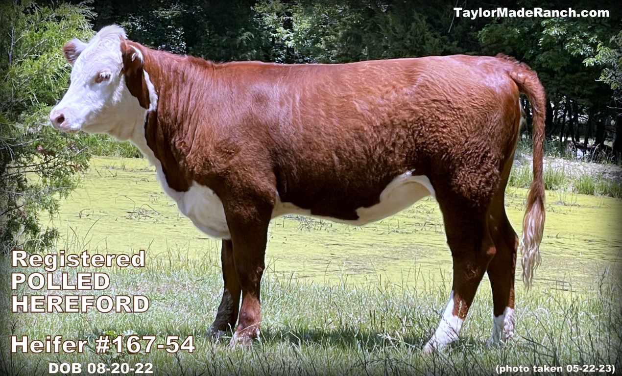 Registered Polled Hereford calves for sale in Wolfe City Northeast Texas #TaylorMadeRanch