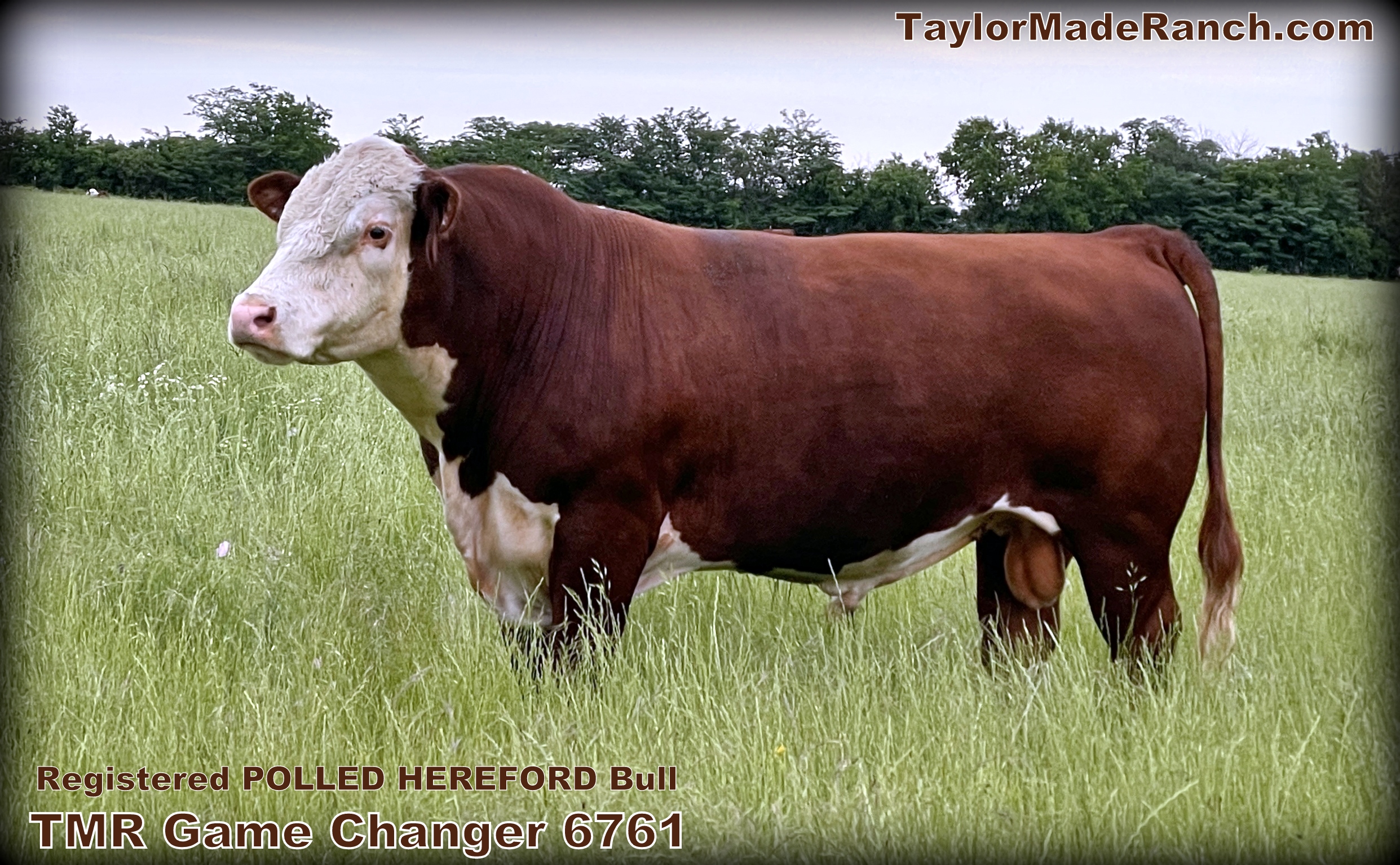 Registered Polled Hereford herd sire bull #167-61 - DOB 04-12-20in Northeast Texas #TaylorMadeRanch