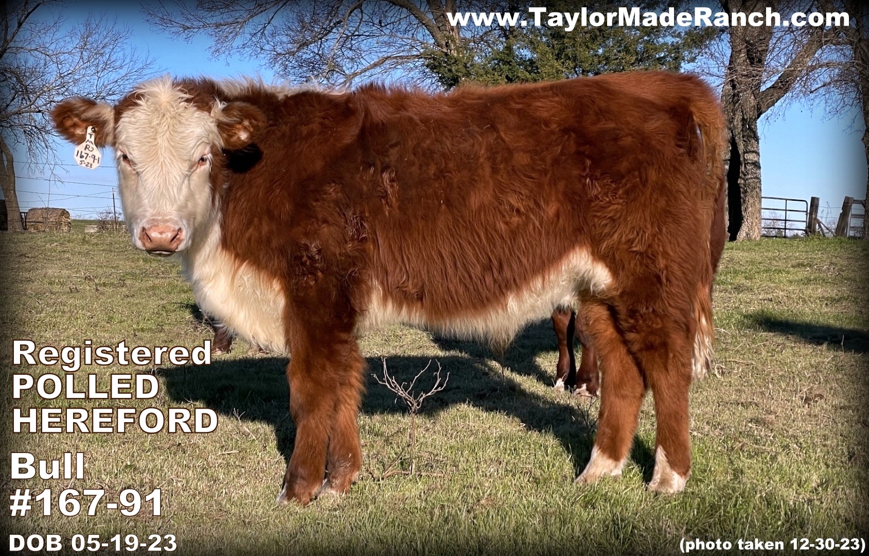 Registered Polled Hereford bull for sale in Northeast Texas #TaylorMadeRanch