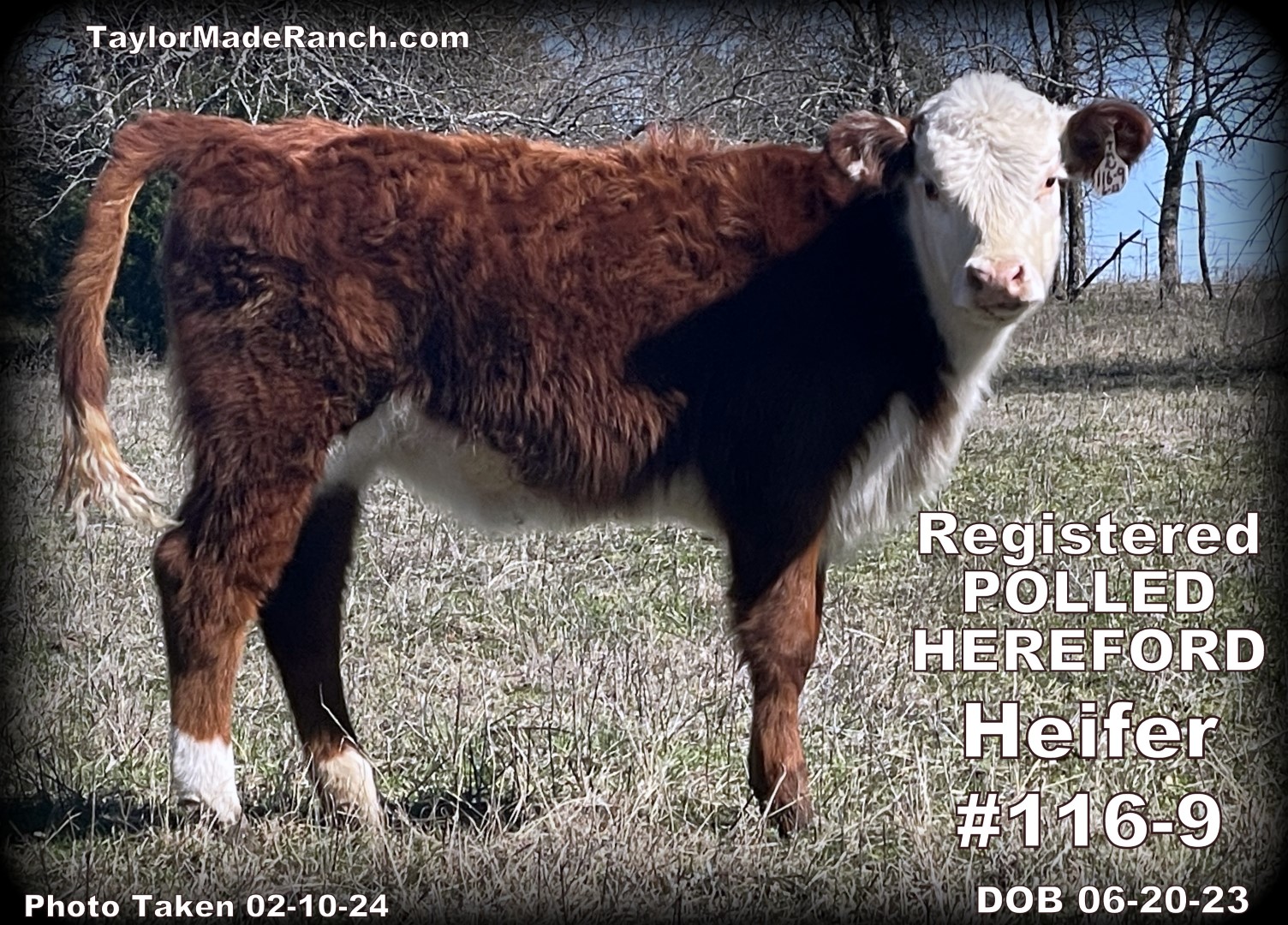 Registered Polled Hereford calves for sale in Northeast Texas #TaylorMadeRanch