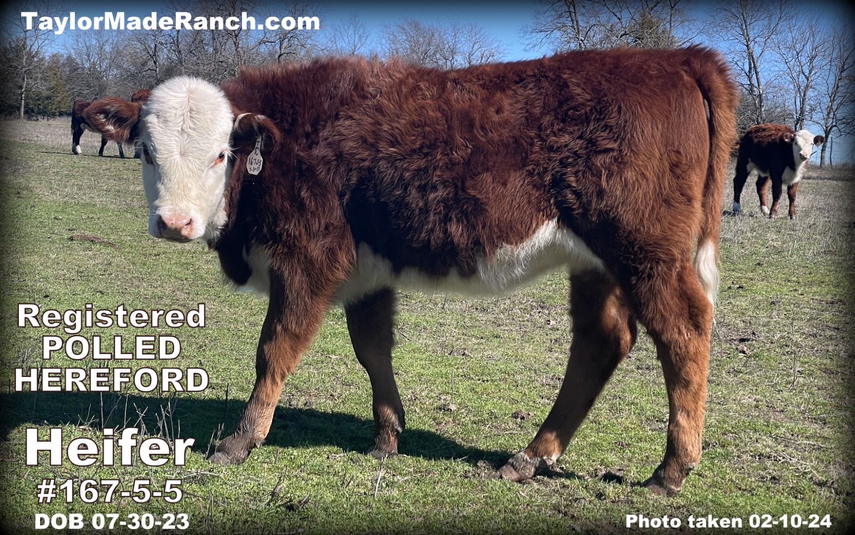 Registered Polled Hereford heifer calves for sale in Northeast Texas #TaylorMadeRanch