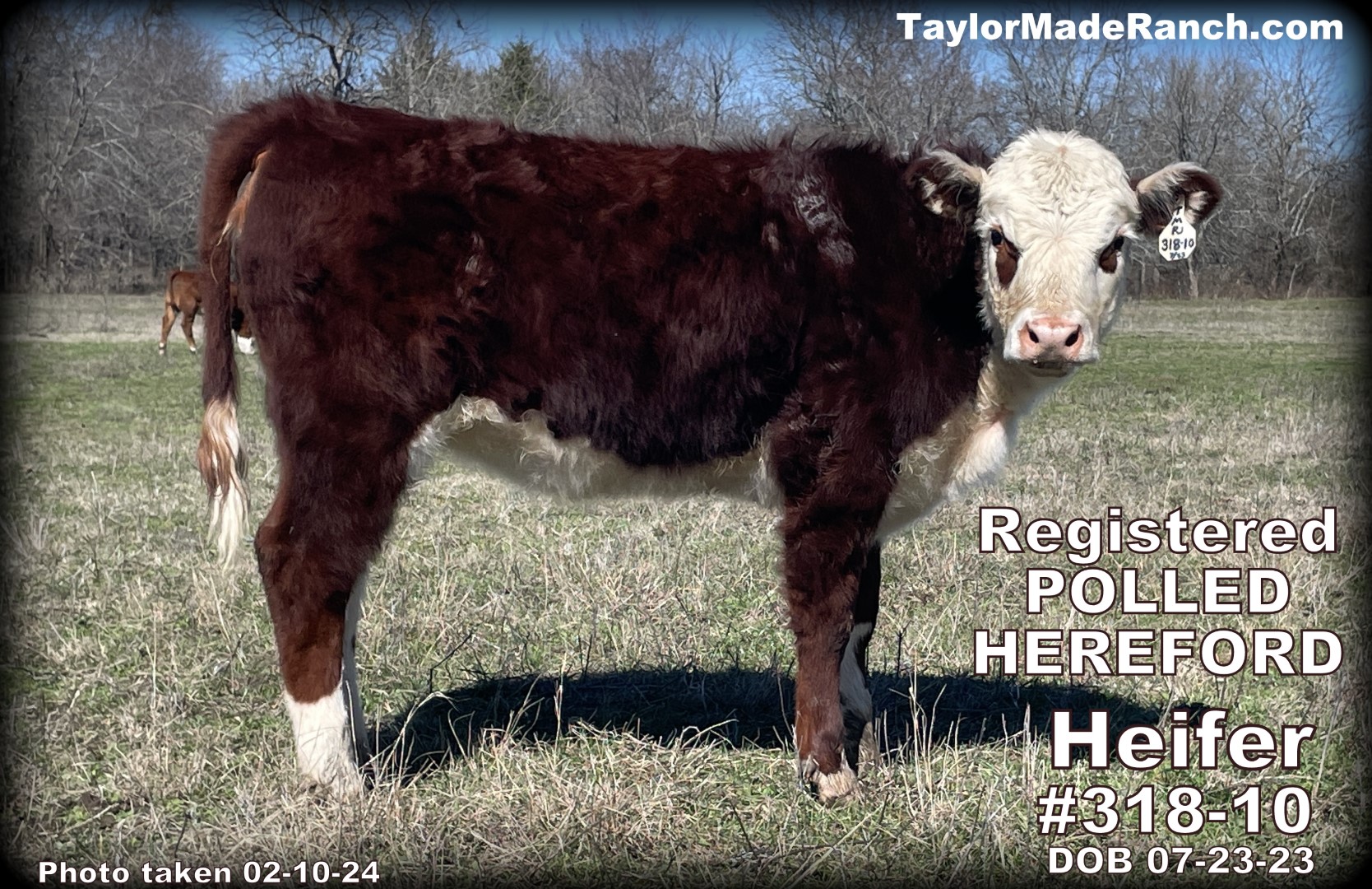 Registered Polled Hereford heifer calves for sale in Northeast Texas #TaylorMadeRanch
