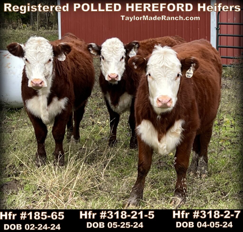 Registered polled Hereford heifer #318-21-5 for sale in Northeast Texas - TaylorMadeRanch.com