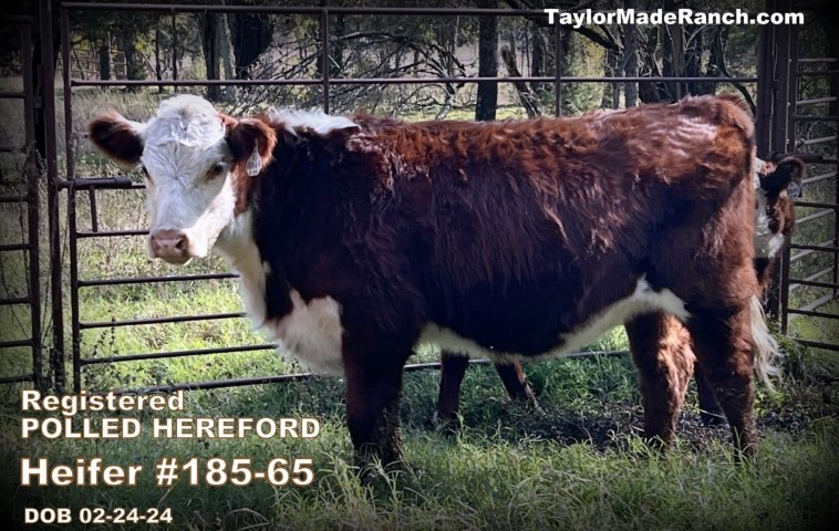 Registered polled Hereford heifer #185-65 for sale in Northeast Texas - TaylorMadeRanch.com