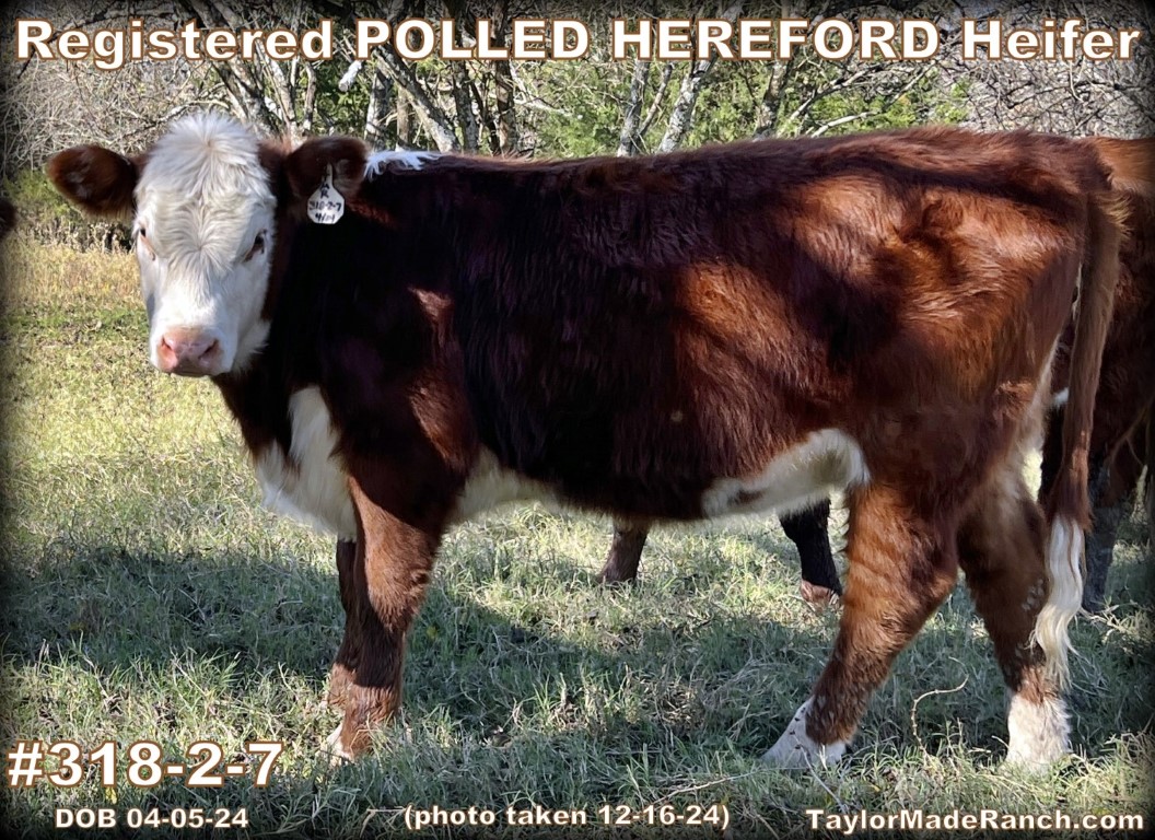 #318-2-7 - DOB 04-05-24 - Registered Polled Hereford Heifer Photo taken 12-16-24 - #TaylorMadeRanch