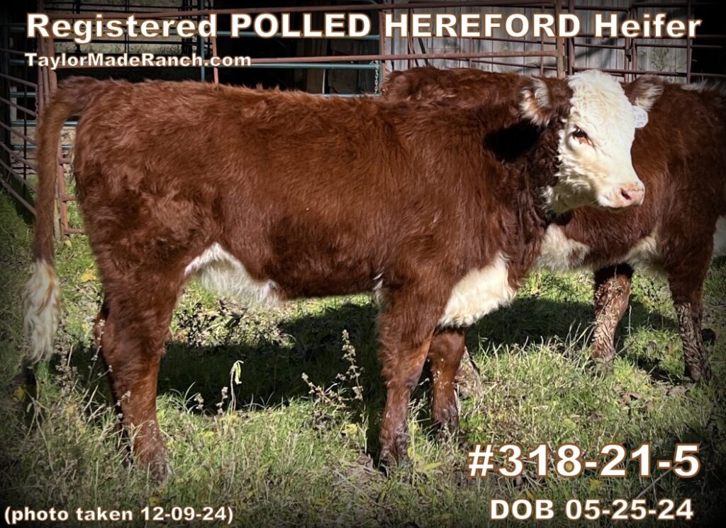 Registered polled Hereford heifer #318-21-5 for sale in Northeast Texas - TaylorMadeRanch.com