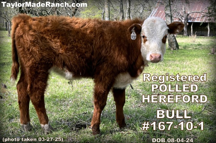 Registered polled Hereford bull for sale in Northeast Texas - TaylorMadeRanch.com
